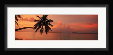 Framed Silhouette of palm tree on the beach at sunrise, Fihalhohi Island, Maldives Print