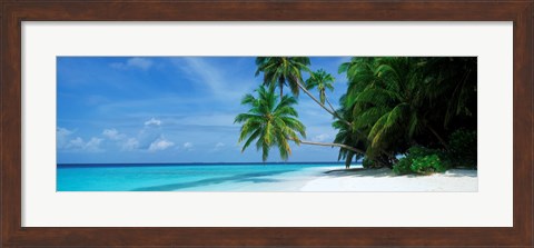 Framed Palm trees on the beach, Fihalhohi Island, Maldives Print