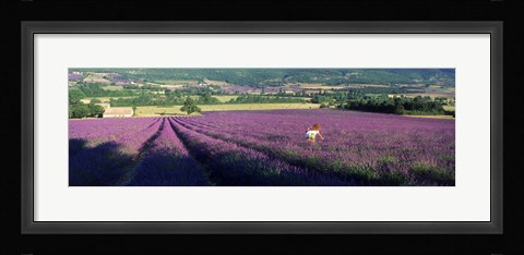 Framed Woman walking through fields of lavender, Provence-Alpes-Cote d'Azur, France Print