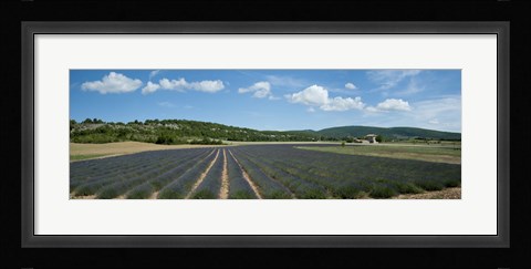 Framed Lavender fields near D701, Simiane-La-Rotonde, Alpes-de-Haute-Provence, Provence-Alpes-Cote d'Azur, France Print