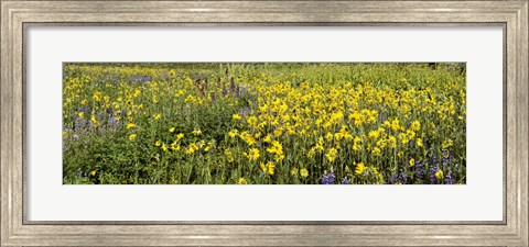 Framed Wildflowers in a field, Crested Butte, Gunnison County, Colorado, USA Print