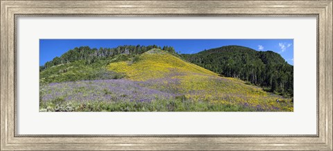 Framed Sunflowers and larkspur wildflowers on hillside, Colorado, USA Print
