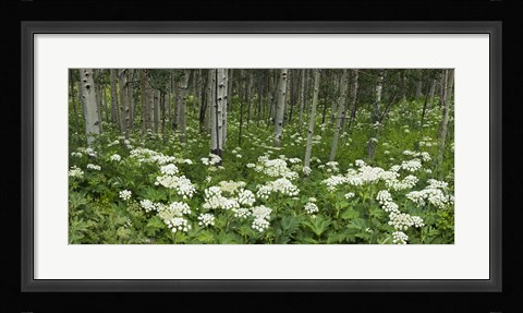 Framed Yarrow and aspen trees along Gothic Road, Mount Crested Butte, Gunnison County, Colorado, USA Print
