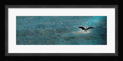 Framed Bird taking off over water Print