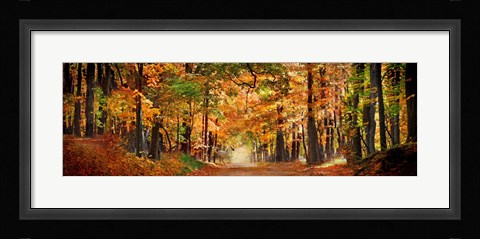Framed Horse running across road in fall colors Print