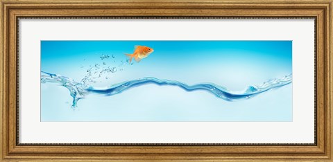 Framed Goldfish jumping out of water Print