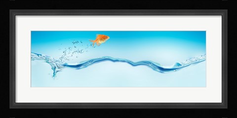 Framed Goldfish jumping out of water Print