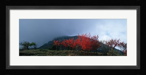 Framed Trees in autumn at dusk, Provence-Alpes-Cote d'Azur, France Print