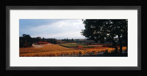 Framed Autum in the Vineyards, Provence-Alpes-Cote d'Azur, France Print