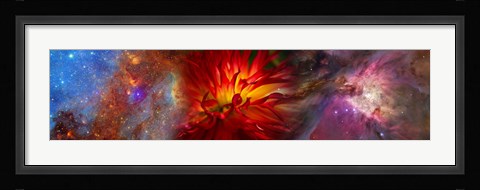 Framed Hubble galaxy with red chrysanthemums Print