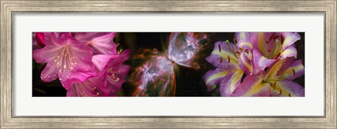 Framed Butterfly nebula with iris and pink flowers Print