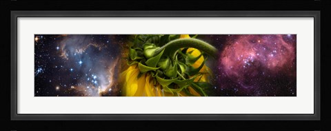 Framed Sunflower in the Hubble cosmos Print
