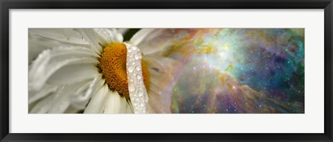 Framed Daisy with Hubble cosmos Print
