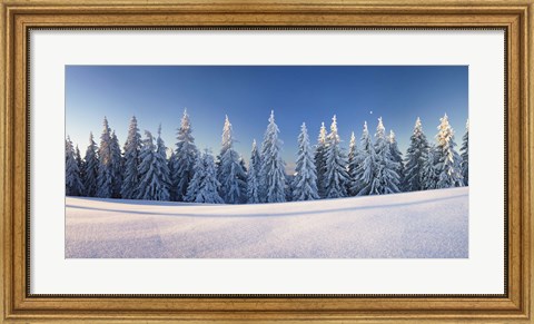 Framed Snow covered trees on a landscape, Belchen Mountain, Black Forest, Baden-Wurttemberg, Germany Print