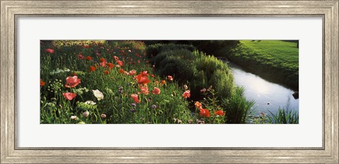 Framed Wildflowers, Crakehall Beck, Crakehall, North Yorkshire, England Print