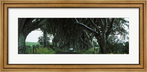 Framed Trees at the Dark Hedges, Armoy, County Antrim, Northern Ireland Print