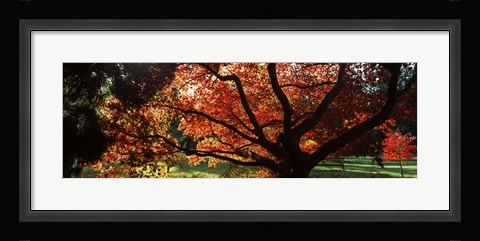 Framed Acer tree in a garden, Thorp Perrow Arboretum, Bedale, North Yorkshire, England Print