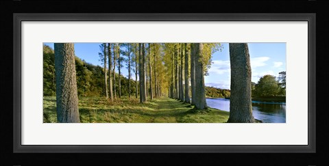 Framed Poplar Treelined at the riverside, River Tweed, Maxton, Newtown St. Boswells, Scotland Print