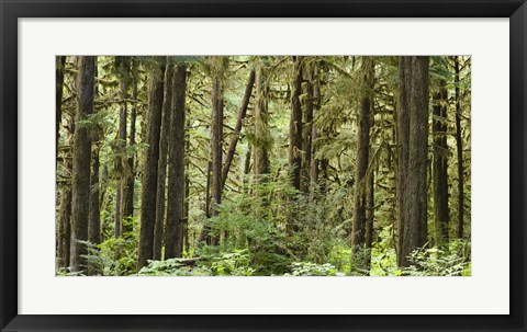 Framed Trees in a forest, Quinault Rainforest, Olympic National Park, Washington State Print