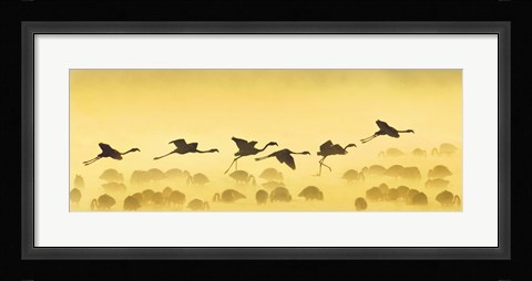 Framed Flamingos landing, Kenya Print