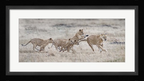 Framed Lioness (Panthera leo) and cubs at play, Kenya Print