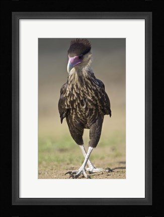 Framed Close-up of a Crested caracara (Polyborus plancus), Brazil Print