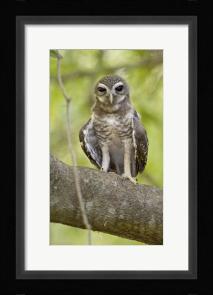 Framed Close-up of White-Browed Hawk Owl (Ninox superciliaris), Madagascar Print