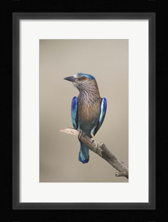 Framed Close-up of an Indian roller (Coracias benghalensis), India Print