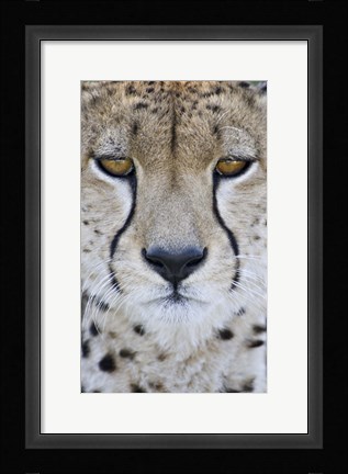 Framed Close-up of a cheetah (Acinonyx jubatus), Tanzania Print
