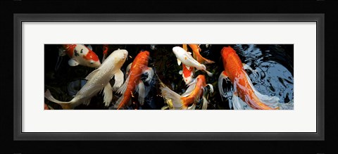 Framed Koi Carp swimming underwater Print