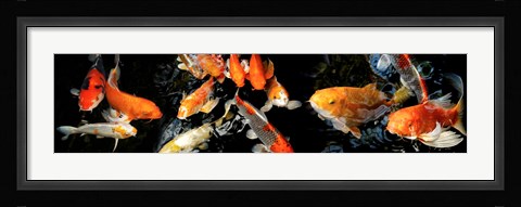 Framed Koi Swimming Print