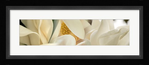 Framed Close up of Magnolia Fflowers Print
