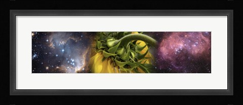 Framed Sunflower in cosmos Print