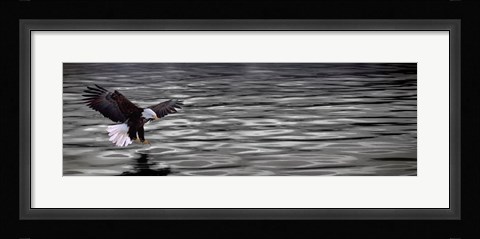 Framed Eagle over water Print
