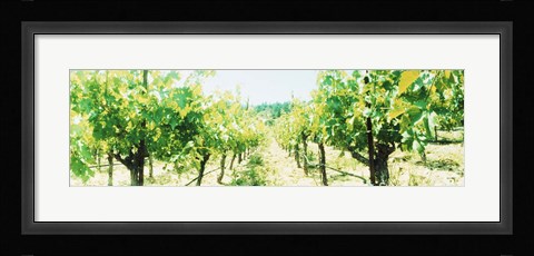 Framed Close up of Vines, Napa Valley, California Print