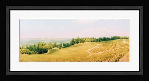 Framed Vineyards in spring, Napa Valley, California Print