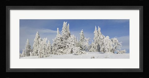 Framed Frost and ice on trees in midwinter, Crater Lake National Park, Oregon, USA Print
