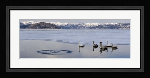 Framed Whooper swans (Cygnus cygnus) on frozen lake, Lake Kussharo, Akan National Park, Hokkaido, Japan Print