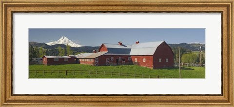 Framed Barns in field with mountains in the background, Mt Hood, The Dalles, Oregon, USA Print