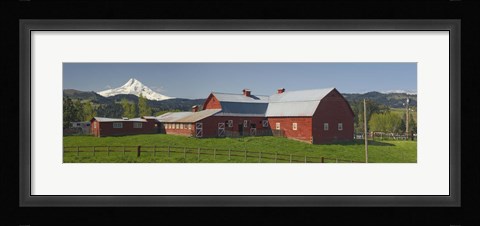 Framed Barns in field with mountains in the background, Mt Hood, The Dalles, Oregon, USA Print