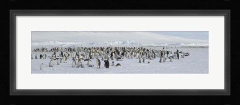 Framed Emperor penguins (Aptenodytes forsteri) colony at snow covered landscape, Snow Hill Island, Antarctica Print