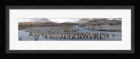 Framed St Andrews Bay, South Georgia Island Print