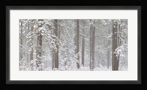 Framed Snow covered Ponderosa Pine trees in a forest, Indian Ford, Oregon, USA Print