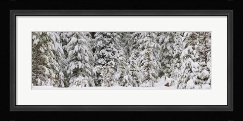 Framed Snow covered pine trees, Deschutes National Forest, Oregon, USA Print