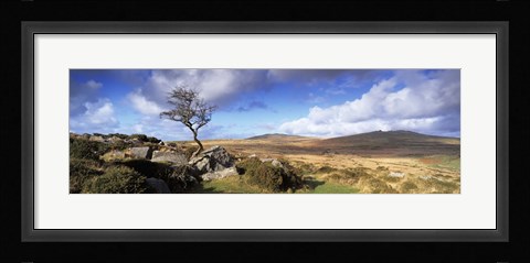Framed Crooked tree at Feather Tor, Staple Tor, Dartmoor, Devon, England Print