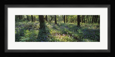 Framed Bluebells growing in a forest, Exe Valley, Devon, England Print
