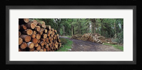 Framed Stacks of logs in forest, Burrator Reservoir, Dartmoor, Devon, England Print