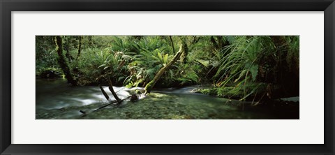 Framed Divide Creek flowing through a forest, Hollyford River, Fiordland National Park, South Island, New Zealand Print