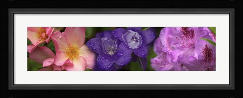 Framed Close-up of pink and purple  flowers Print