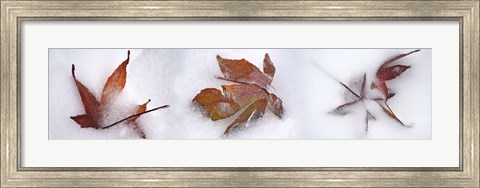 Framed Three fall leaves in snow Print